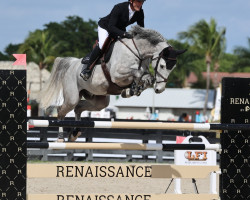 jumper Corazon Z (Zangersheide riding horse, 2015, from Centurio 22)