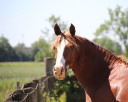 jumper Nordsterns Zandro (New Forest Pony, 2009, from Kantje's Zappa)