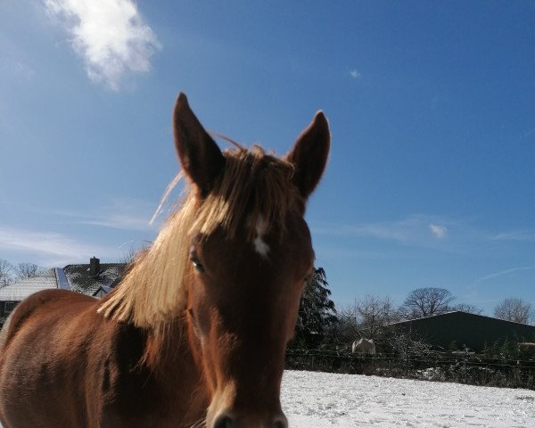 dressage horse Der Billy (German Riding Pony, 2021, from Dimaggio Se.M.)