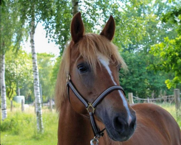 broodmare Africa CMB (German Riding Pony, 2011)