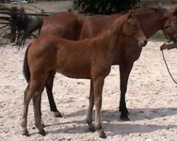 Springpferd Vinci de St Simeon (Selle Français, 2009, von Lauterbach)