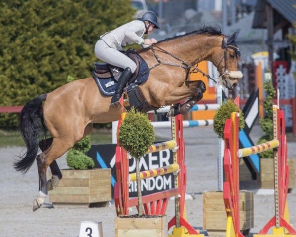 horse Champagne (Dutch Warmblood, 2007, from Indoctro)