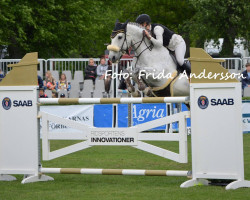 jumper Guiseppe van de Brouwershoeve (Belgian Warmblood, 2006, from Up to Date Miltoo)