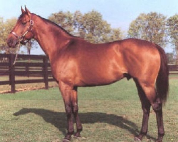 stallion Hero's Honor xx (Thoroughbred, 1980, from Northern Dancer xx)