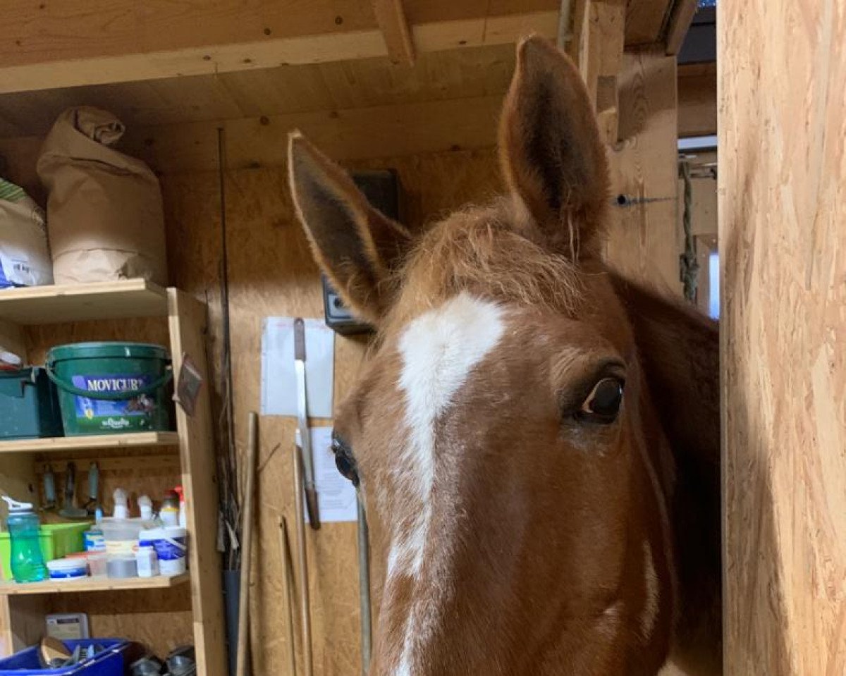 horse AR Ramses (Arabian purebred, 1999, from Haroun)