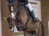 jumper Annelie (anglo european sporthorse, 2012, from Action-Pezi)