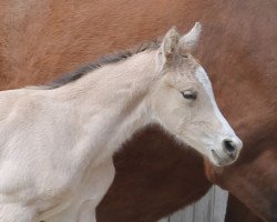 dressage horse RM Goldgigant (German Riding Pony, 2023, from Gold Garant)