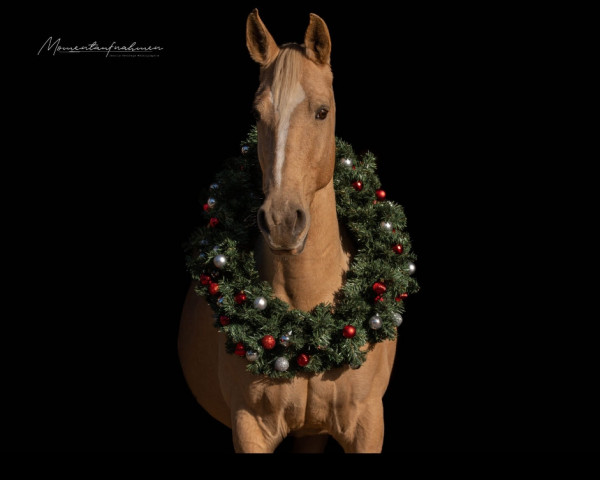 dressage horse Jimena 4 (Cruzado, 2015)