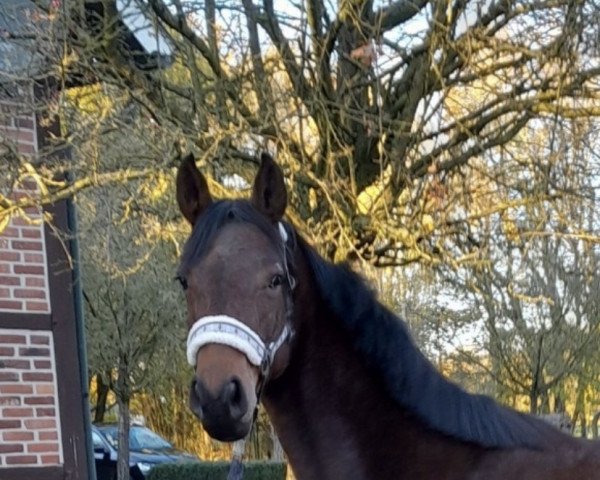 horse Golden Dreams Z (Zangersheide riding horse, 2019, from Corleone Z)