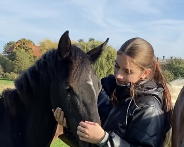 dressage horse Midnight Lady (Westphalian, 2022, from Majestic Taonga)