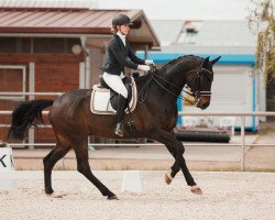 dressage horse Davy Jones 17 (Bavarian, 2011, from Dallmeyer)