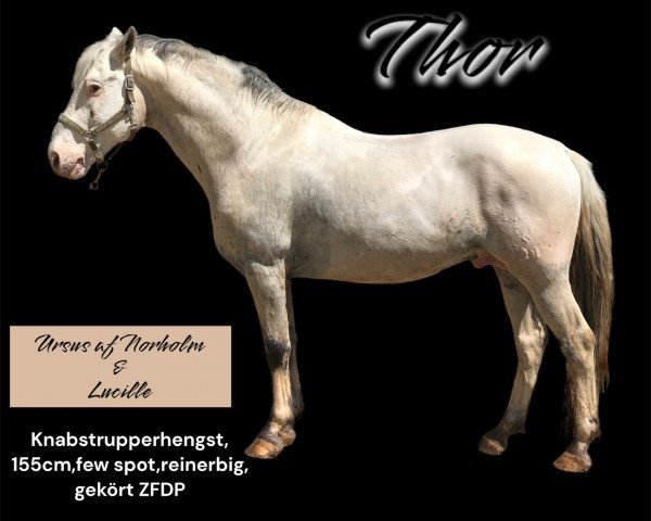 stallion Thor (Knabstrupper, 2006, from Ursus af Norholm)