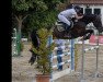 jumper Dark Diamond 70 (Oldenburg show jumper, 2012, from Diarado)