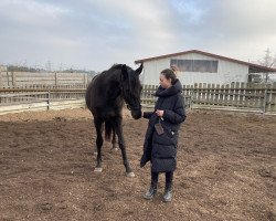 dressage horse Komet (Trakehner, 2020, from Helium)