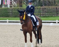 dressage horse Frascati 74 (Oldenburg, 2014, from Franziskus FRH)