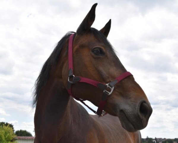 broodmare Larissa (Rhinelander, 2008, from Lord Loxley I)