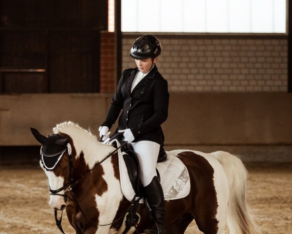 dressage horse Baboo (KWPN (Royal Dutch Sporthorse), 2010)