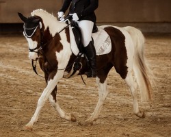 dressage horse Baboo (KWPN (Royal Dutch Sporthorse), 2010)