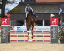 jumper Colorado (German Sport Horse, 2010, from Casdorff)