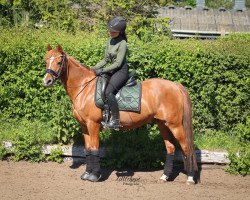 dressage horse Herr Nilsson 3 (German Riding Pony, 2006, from Halifax)