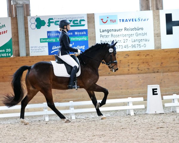 dressage horse Northland's Valentino (New Forest Pony, 2015, from Veritas)
