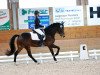 dressage horse Northland's Valentino (New Forest Pony, 2015, from Veritas)