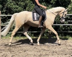 dressage horse Quasi Mio (Rhinelander, 2018, from Qaside Md)