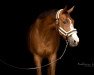 dressage horse Rajan Ray Of Hope (Rhinelander, 2008, from Riccio)