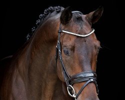 dressage horse Friendship (Westfale, 2016, from Franziskus FRH)