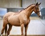 Springpferd Hakken du Lys (Selle Français, 2017, von Diamant de Semilly)