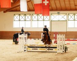 dressage horse Giglbergs Daylight (German Riding Pony, 2008, from Thornberry Royal Diplomat)