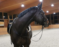 dressage horse Fürstano 2 (Zweibrücken, 2012, from Fürst Gutenberg)