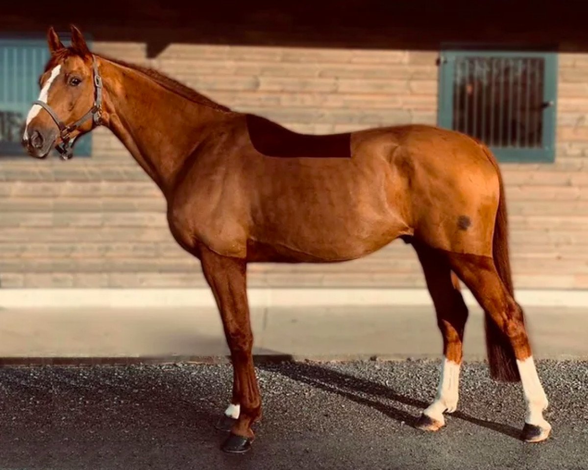 jumper Haway de Lacke (Selle Français, 2017, from Away Semilly)