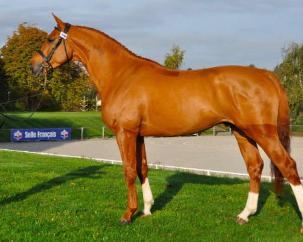 stallion Away Semilly (Selle Français, 2010, from Diamant de Semilly)
