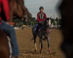 stallion Lani xx (Thoroughbred, 2013, from Tapit xx)