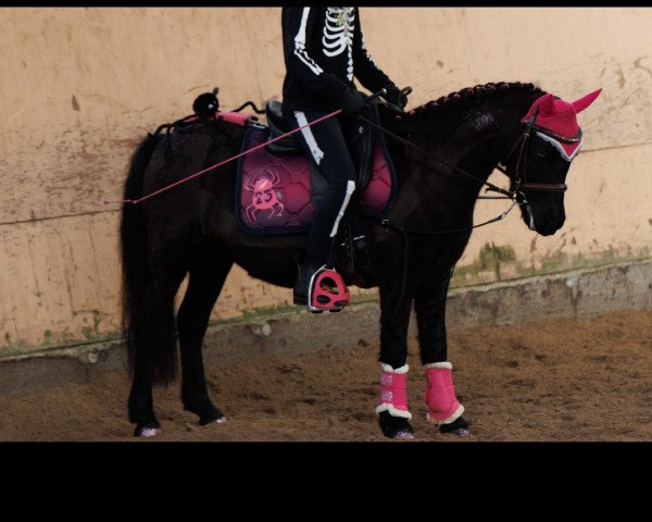 horse Jule 280 (German Classic Pony, 2008, from Jim vom Talhof)