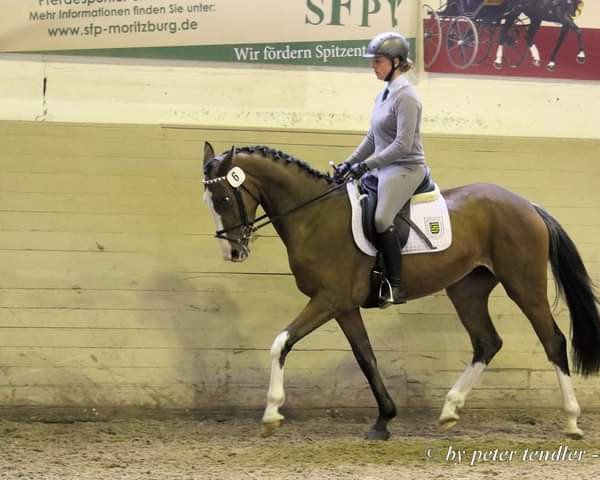 jumper Malaika S (German Sport Horse, 2016, from Dipylon)