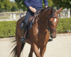 jumper Clarinda D'Amour Z (Zangersheide riding horse, 2016, from Corico Z)