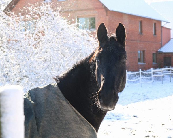 Zuchtstute Royal Spaceness (Trakehner, 2002, von Skatman)