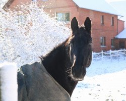 broodmare Royal Spaceness (Trakehner, 2002, from Skatman)