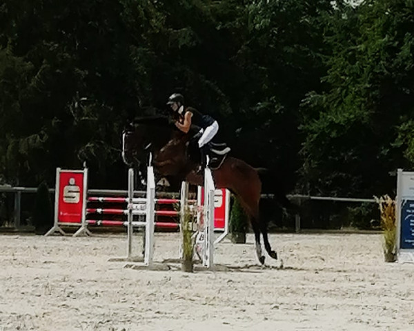 jumper Confetti 54 (German Sport Horse, 2016, from Carleyle)