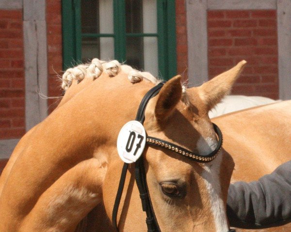 Zuchtstute Cinderella (Deutsches Reitpony, 2009, von FS Champion de Luxe)