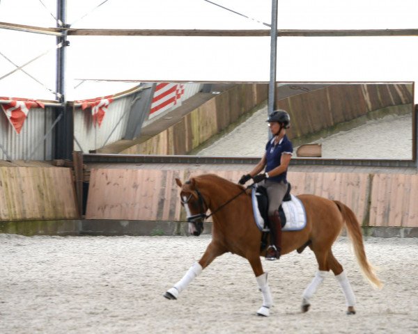 dressage horse Dressed in Red 2 (German Riding Pony, 2015, from Dimension AT NRW)