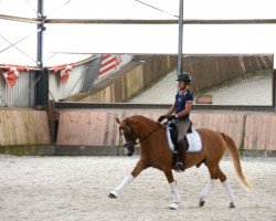 Dressurpferd Dressed in Red 2 (Deutsches Reitpony, 2015, von Dimension AT NRW)