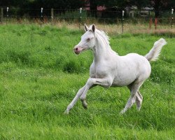 Dressurpferd Gwendolyn (Deutsches Reitpony, 2016, von HET Golden Dream)