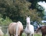 dressage horse Hengst, Global Champion x Cdl (German Riding Pony, 2021, from Global Champion WE)