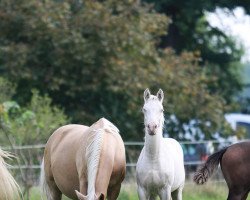 Dressurpferd Hengst, Global Champion x Cdl (Deutsches Reitpony, 2021, von Global Champion WE)