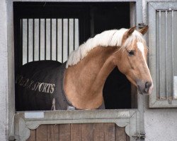 Deckhengst Toto's Gold (Nederlands Rijpaarden en Pony, 2018, von Toto's Boy)