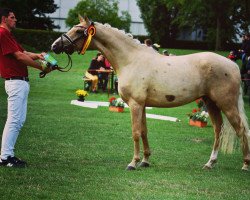 broodmare Golden Grace (German Riding Pony, 2018, from Golden Grey NRW)