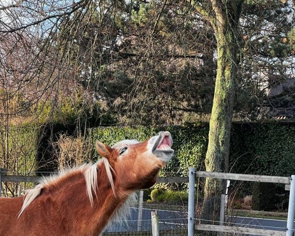 Pferd Nolan (Haflinger, 2003, von Nardini)